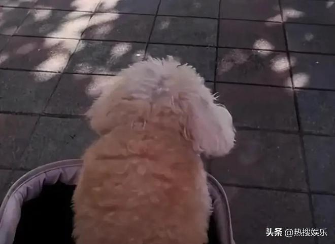 S和马筱梅发声首次公开俩孩子居住环境爱游戏ayx网站小杨阿姨回怼黑粉为大(图6)
